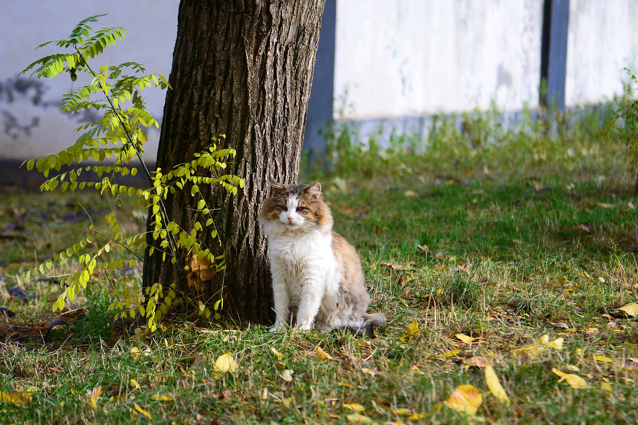 Nikon AF-S Nikkor 24-70mm F2.8G ED sample photo. Kedi photography