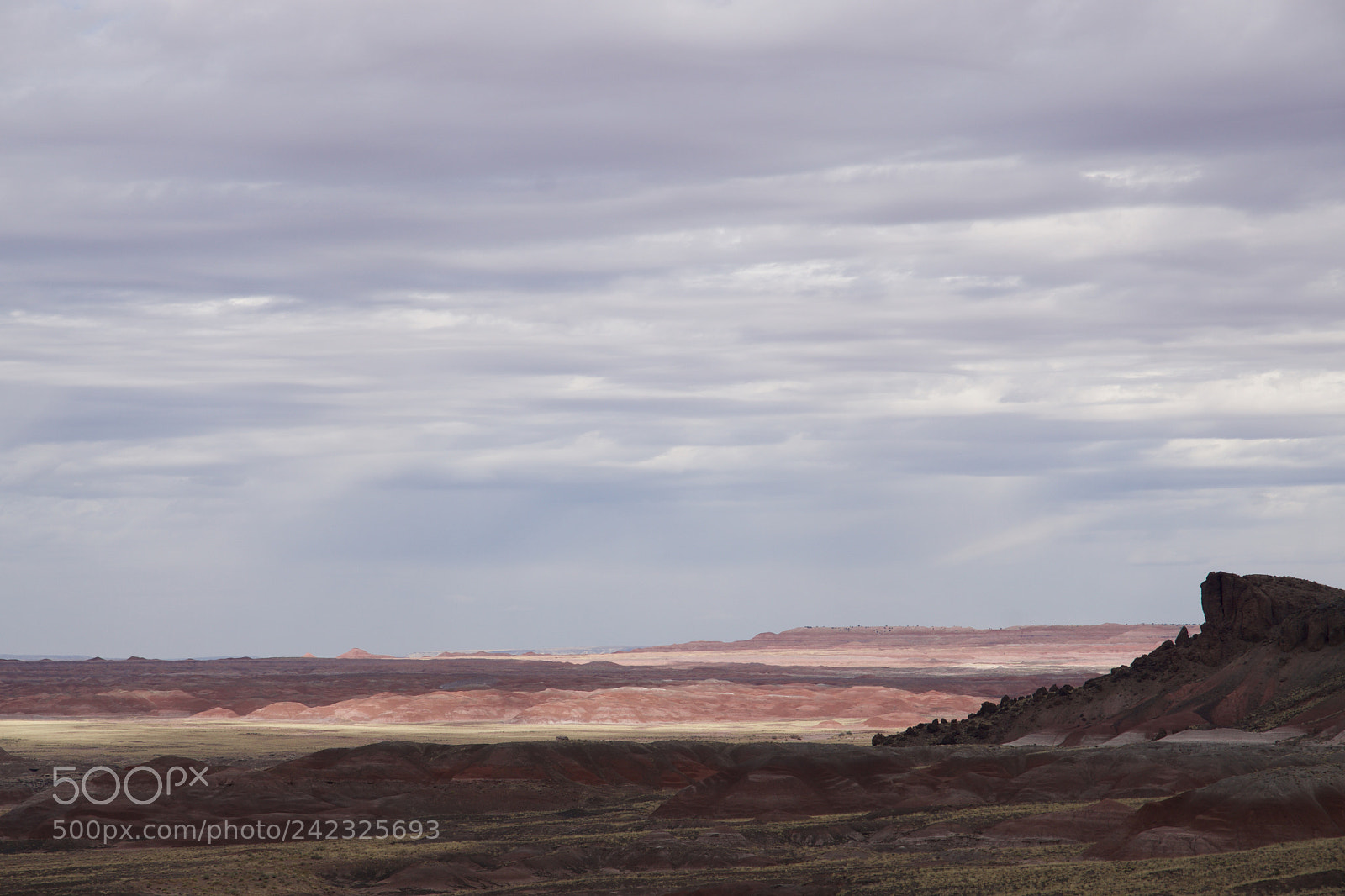 Sony ILCA-77M2 sample photo. Petrified forest n.p. photography