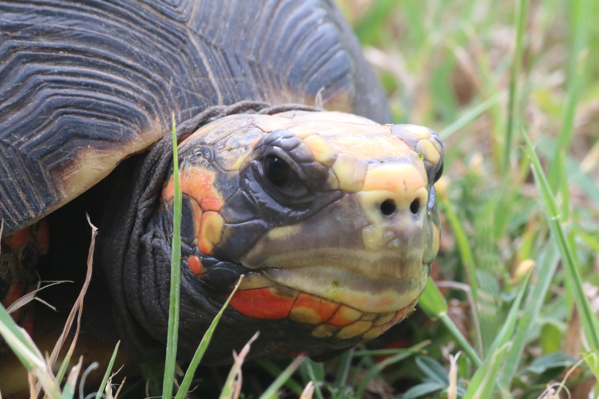 Canon EF 70-300mm F4-5.6 IS USM sample photo. Red-footed tortoise photography