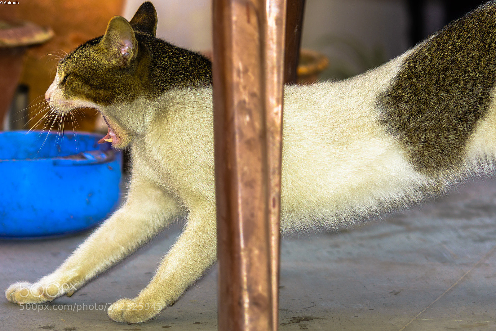 Nikon D7100 sample photo. Sleepy cat photography