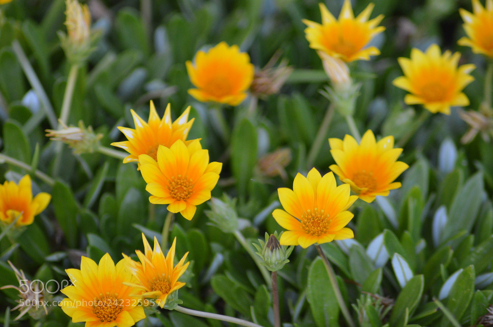 Nikon D3200 sample photo. Dsc photography