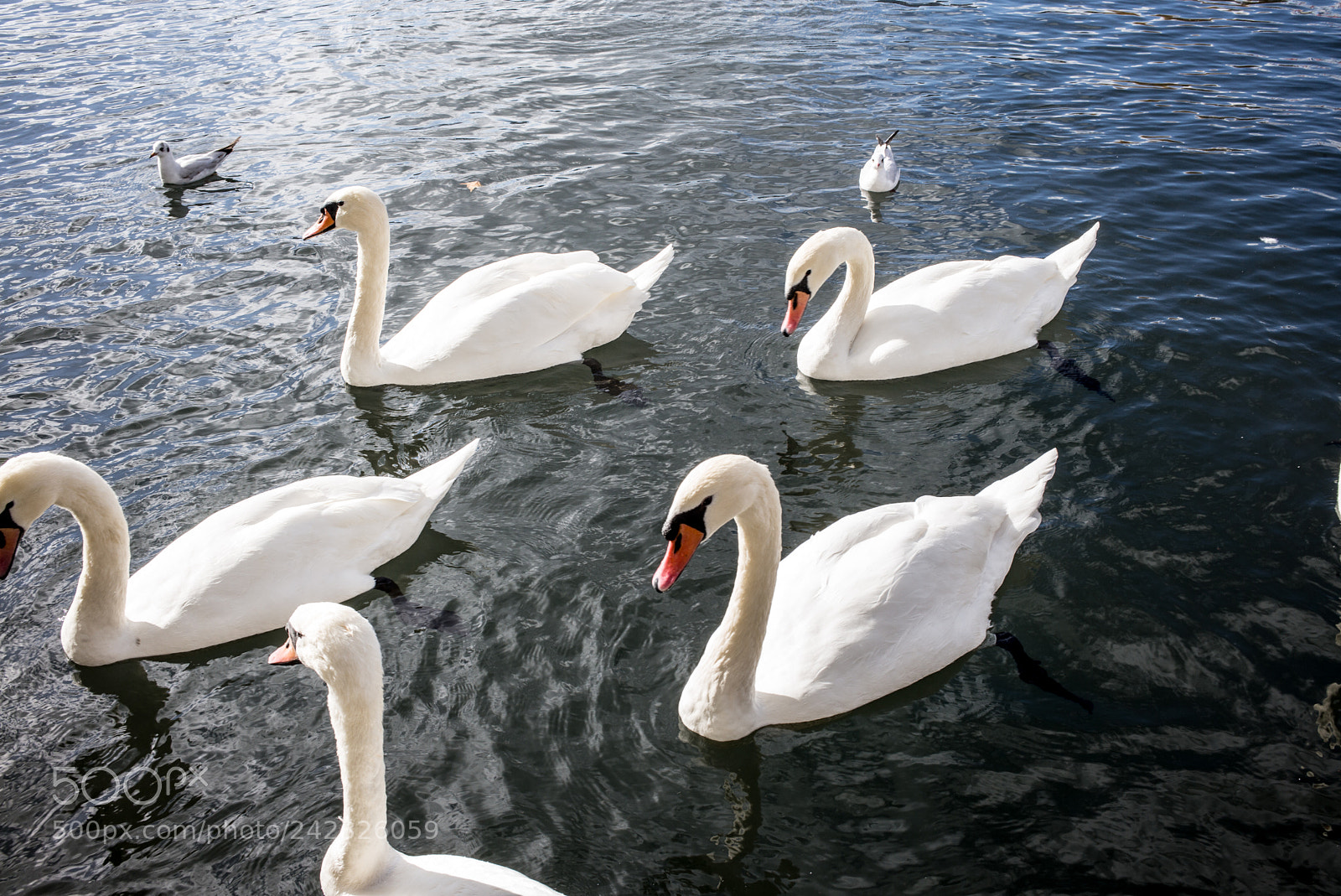 Leica M (Typ 240) sample photo. The swan of lake photography