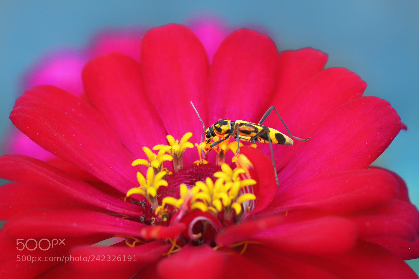 Canon EOS 50D sample photo. Wild beauty macro photography