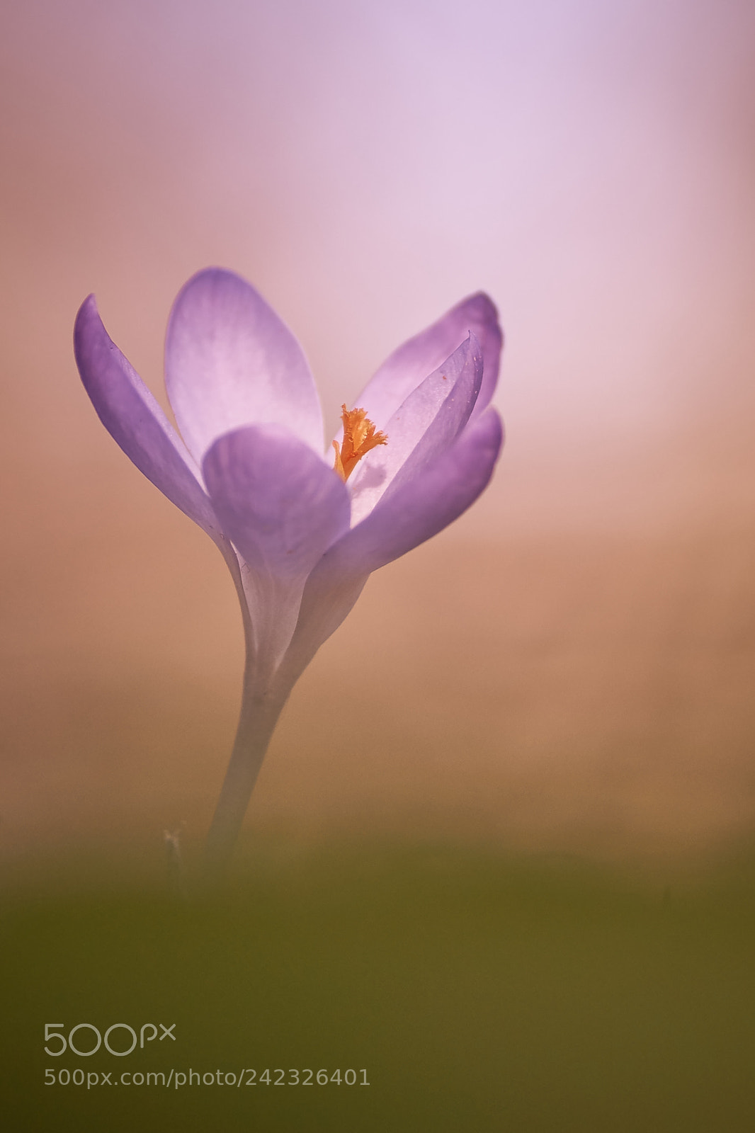 Sony SLT-A77 sample photo. Krokus photography