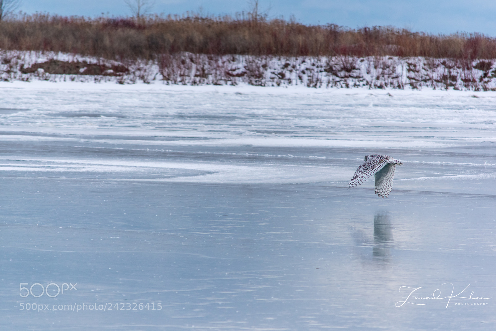 Nikon D3400 sample photo. Snowy owl in flight photography