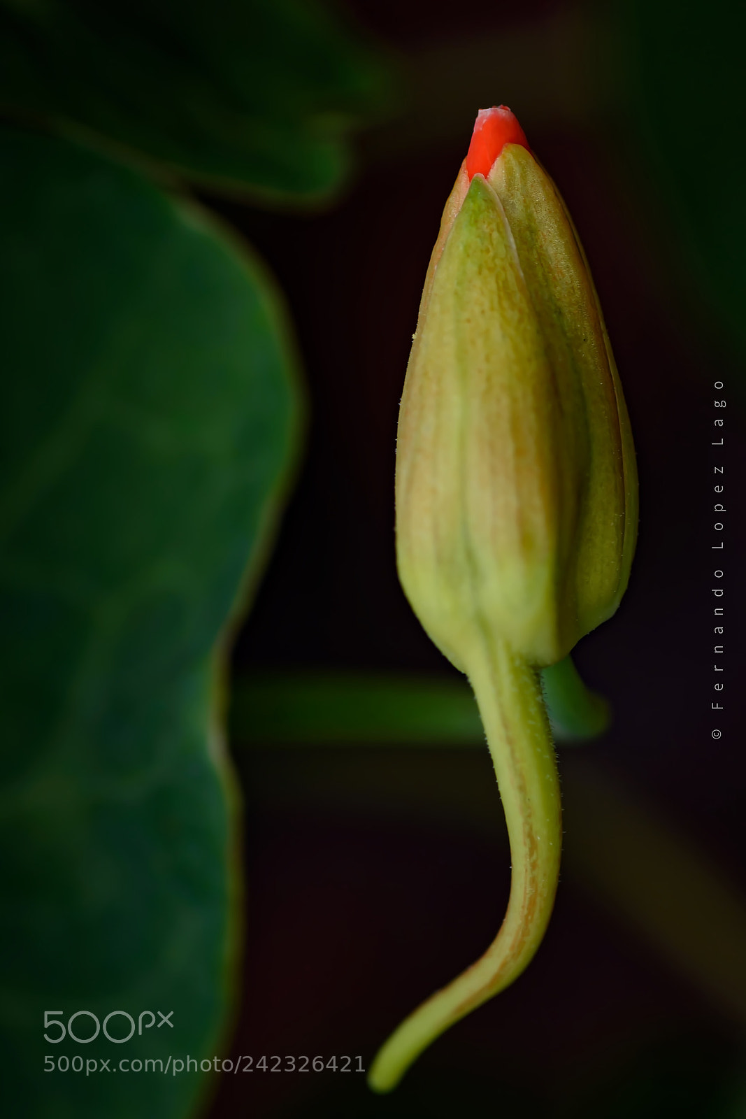 Nikon D7200 sample photo. Capuchina's bud photography