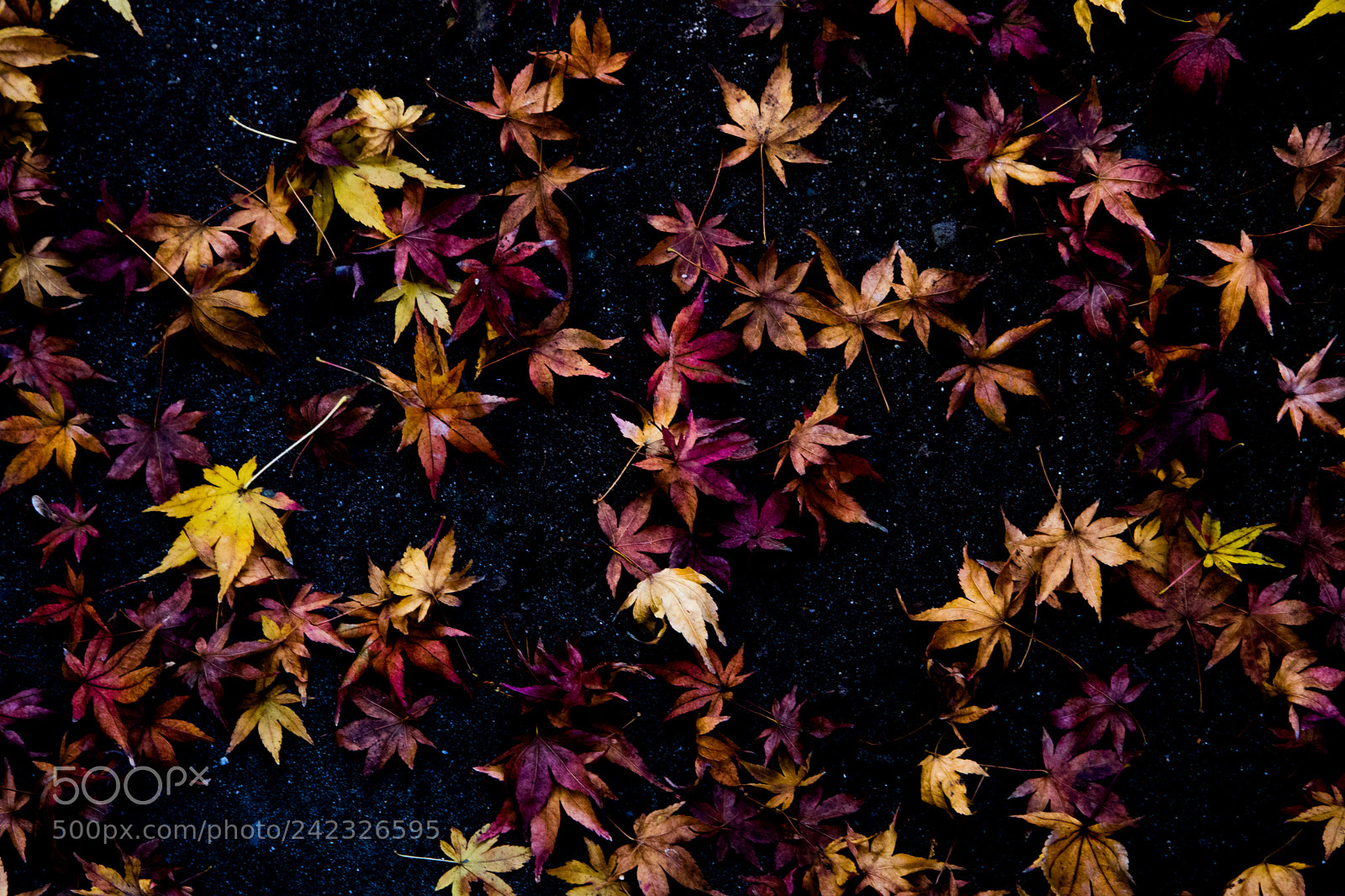 Canon EOS M3 sample photo. Fallen leaves photography