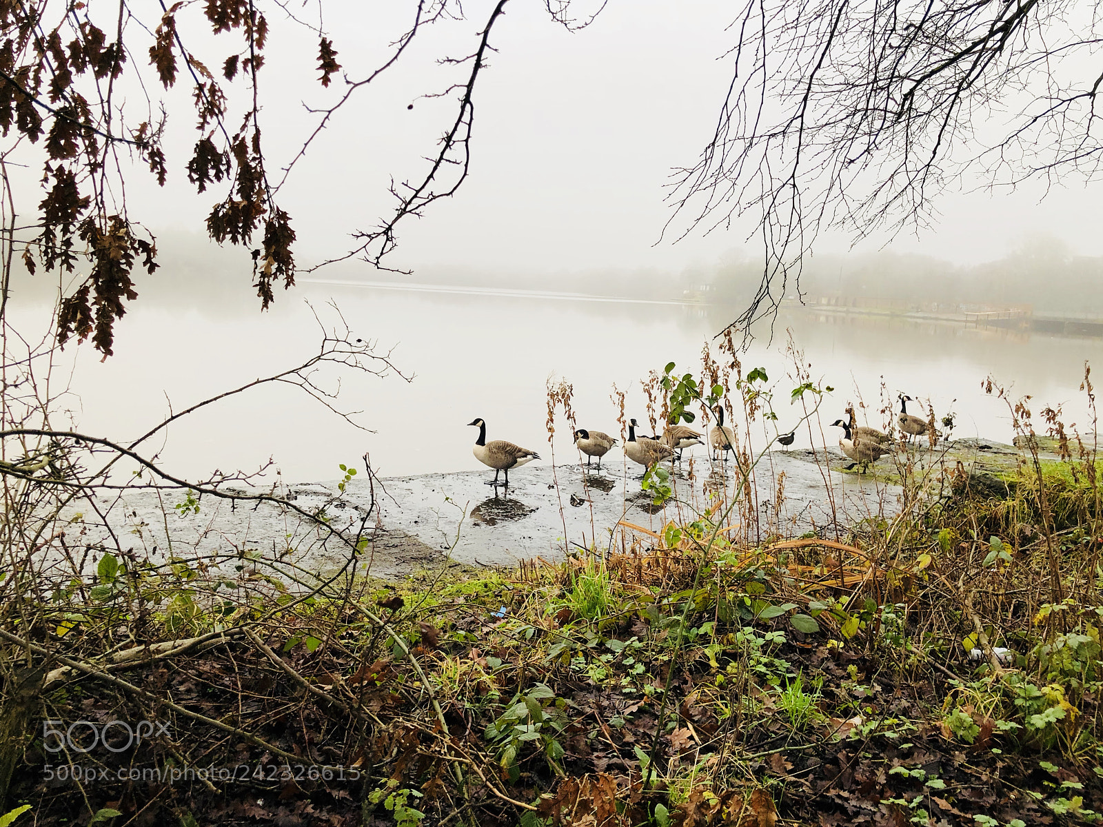 Apple iPhone 8 sample photo. Wild geese photography