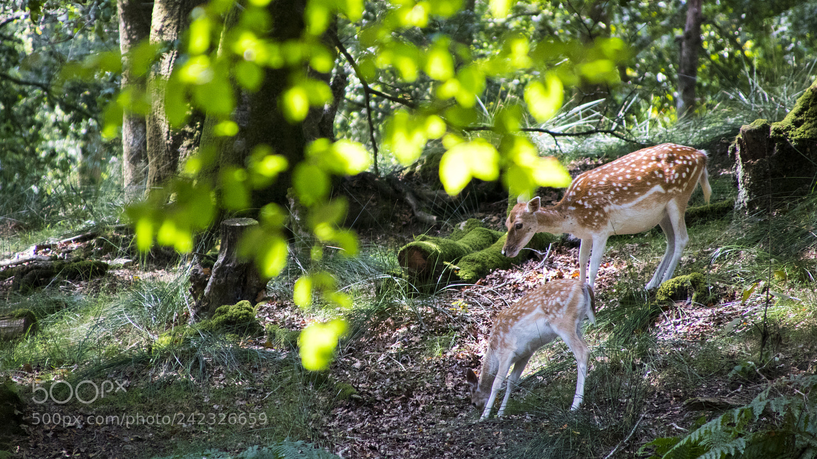 Canon EOS 750D (EOS Rebel T6i / EOS Kiss X8i) sample photo. Fallow deers - mother photography