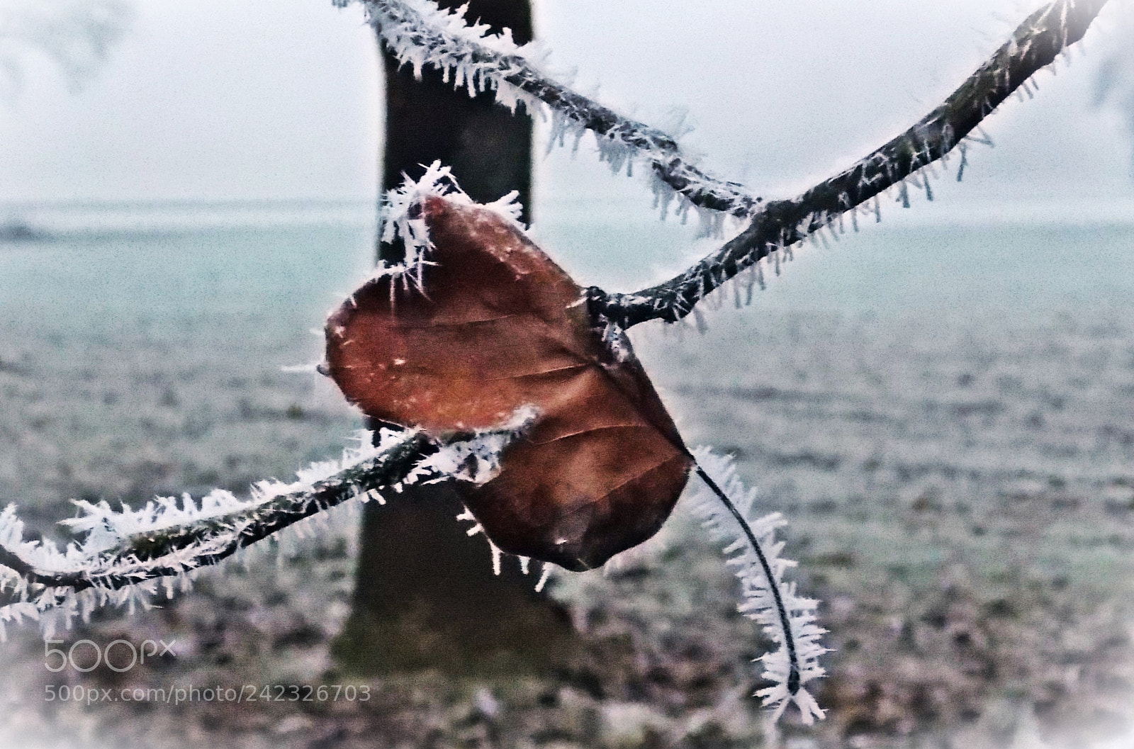 Nikon Coolpix L810 sample photo. Freezing leaf in winter photography