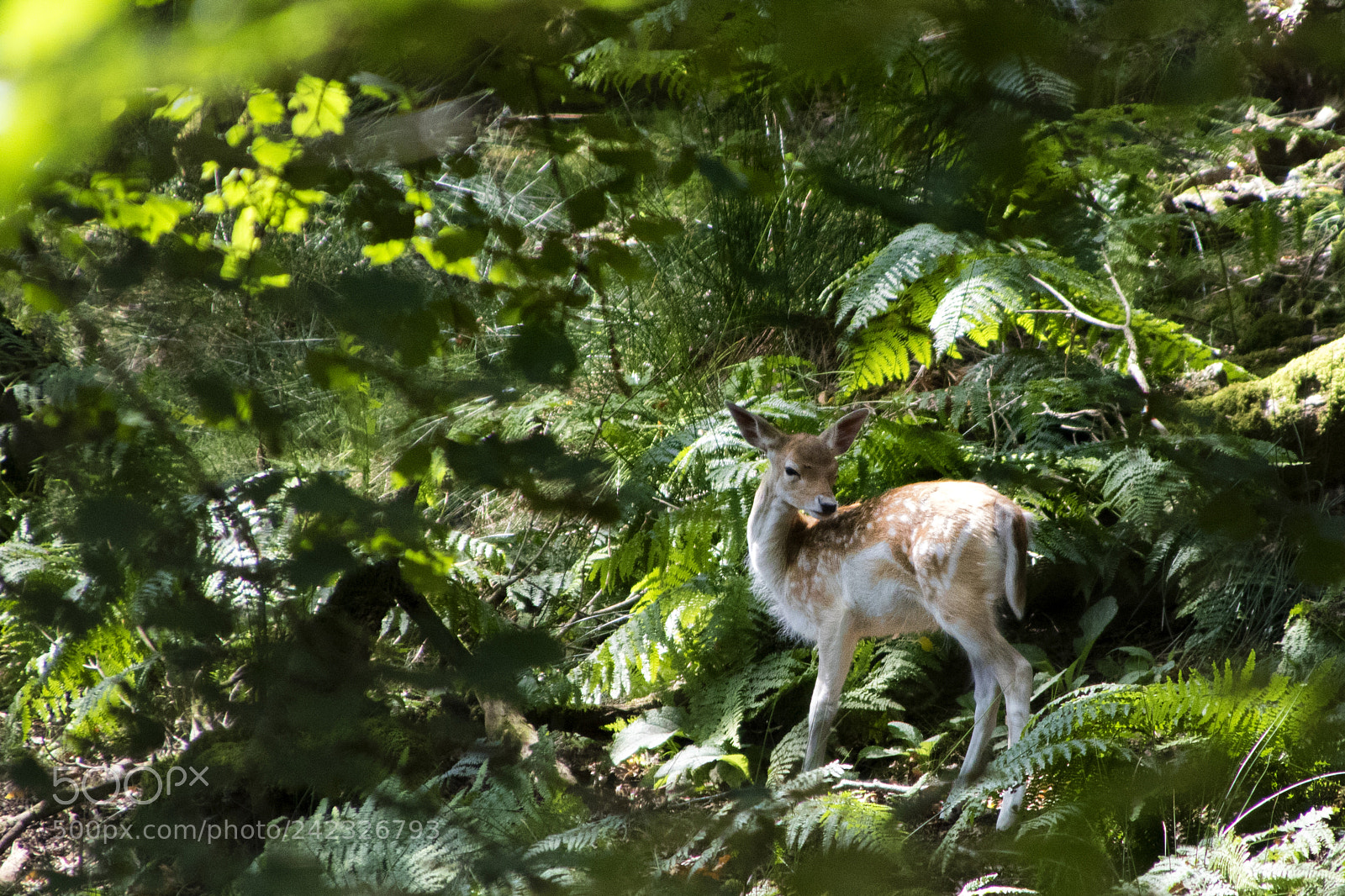 Canon EOS 750D (EOS Rebel T6i / EOS Kiss X8i) sample photo. Fallow deer - puppy photography