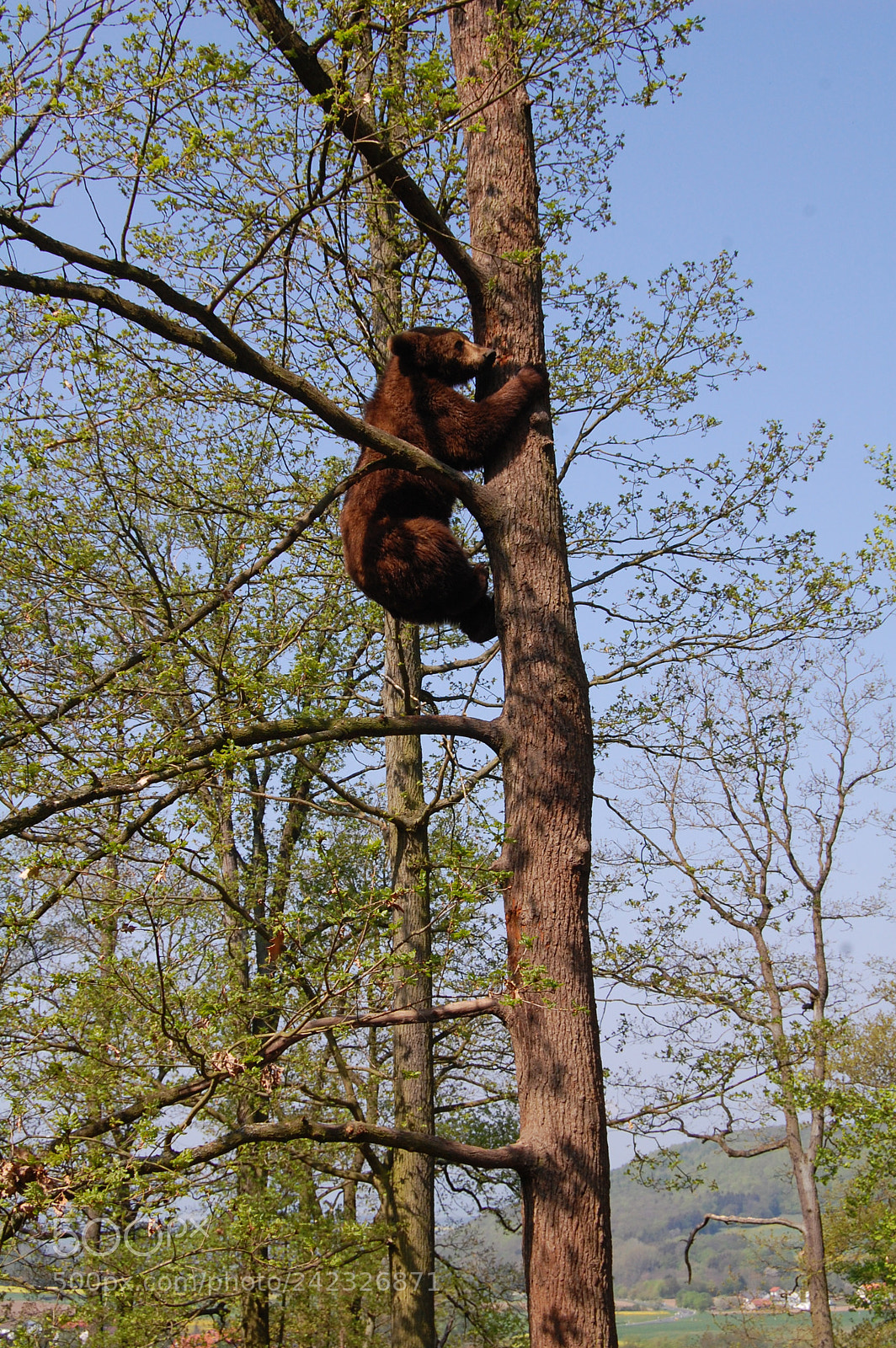 Nikon D40 sample photo. Brown bear in the photography