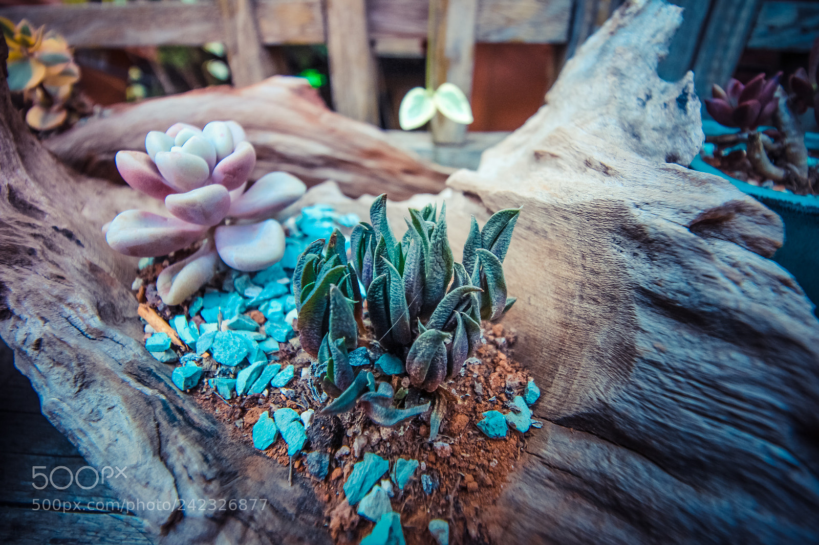 Canon EOS 60D sample photo. Potted plant photography