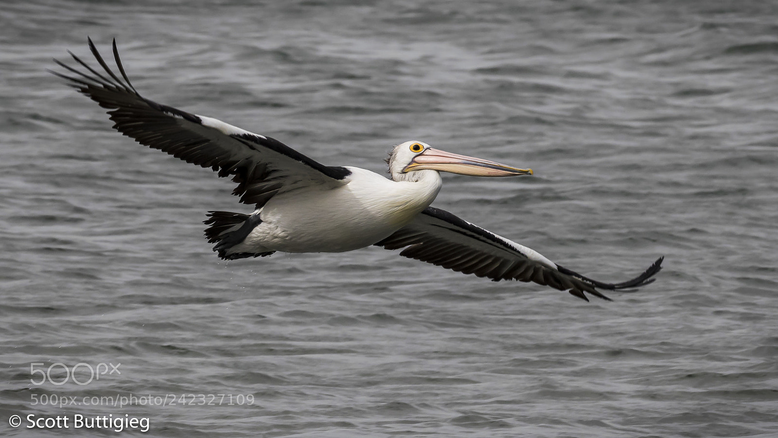 Canon EOS-1D X Mark II sample photo. In flight photography