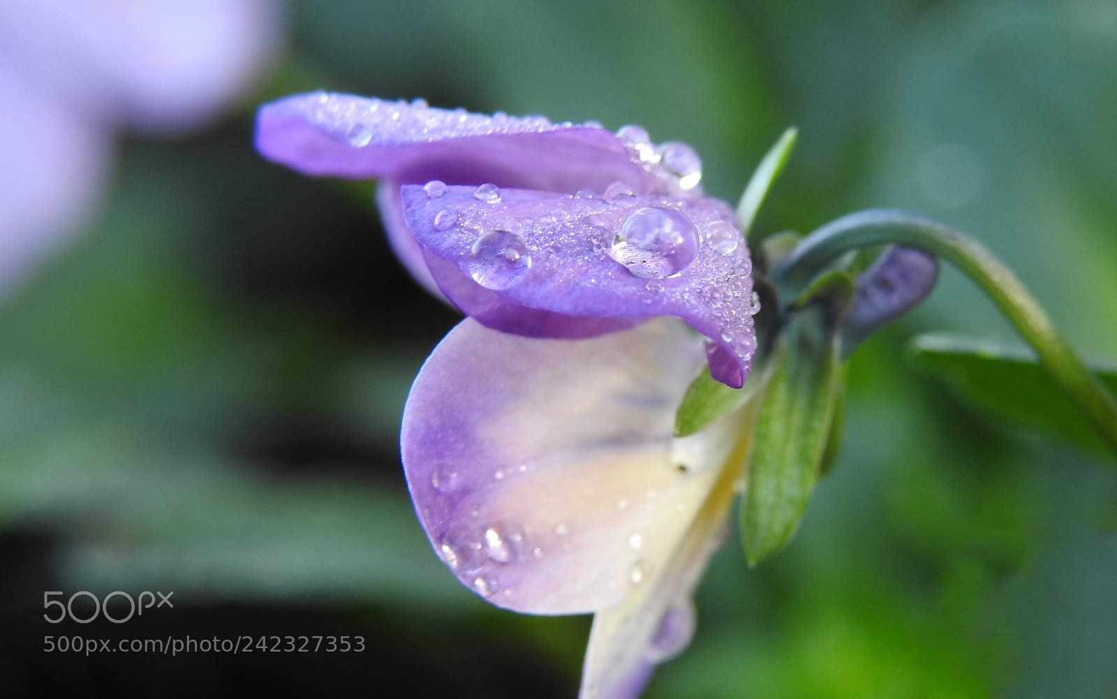 Nikon Coolpix P900 sample photo. Violet with beautiful water photography