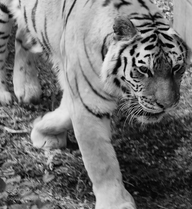 Panasonic Lumix DMC-GX8 sample photo. Como park zoo photography
