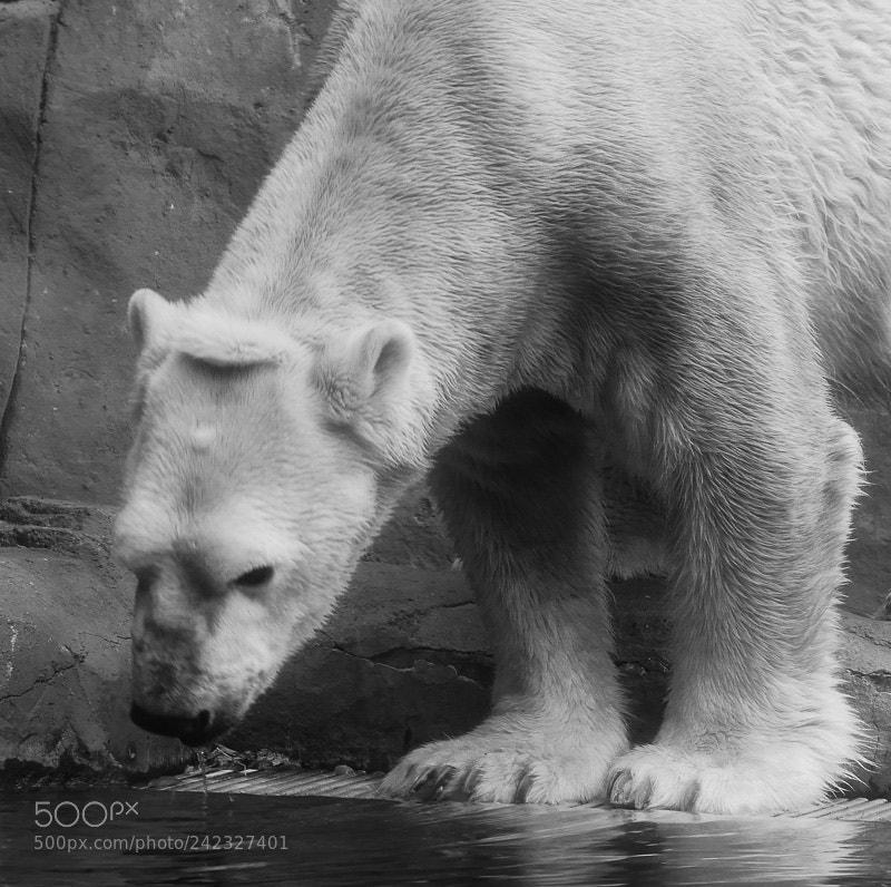Panasonic Lumix DMC-GX8 sample photo. Como park zoo photography