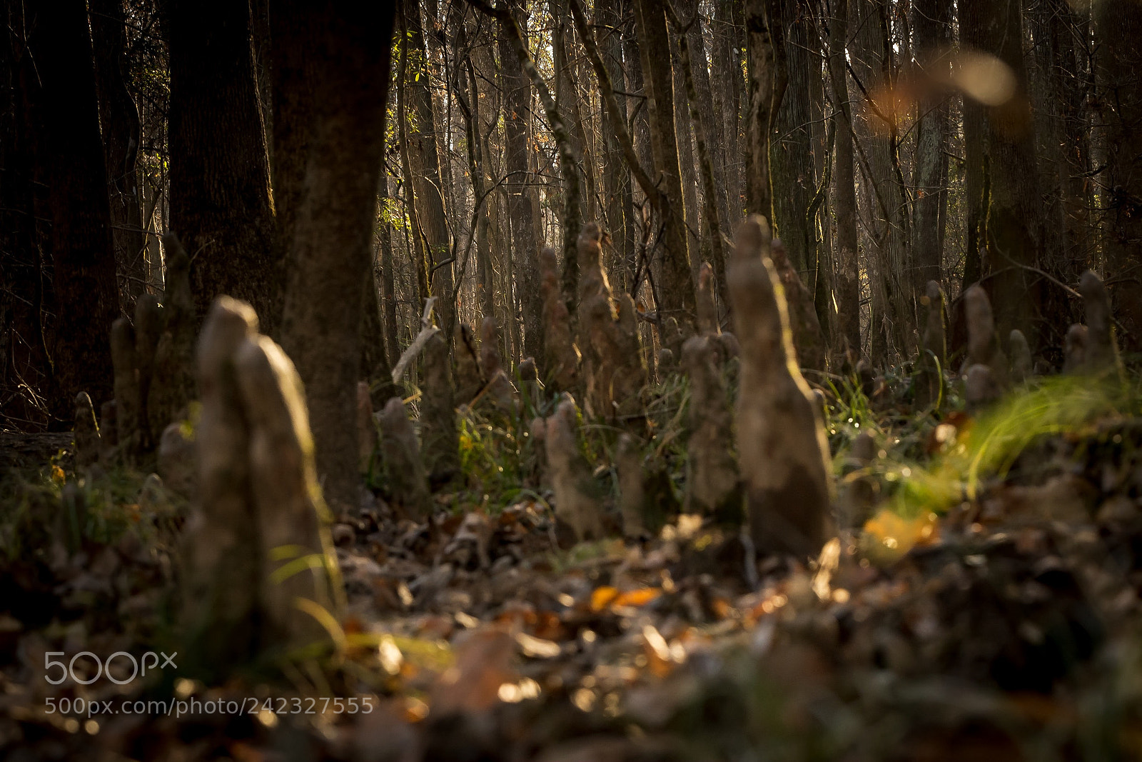 Nikon D5500 sample photo. Soldiers of the forest photography