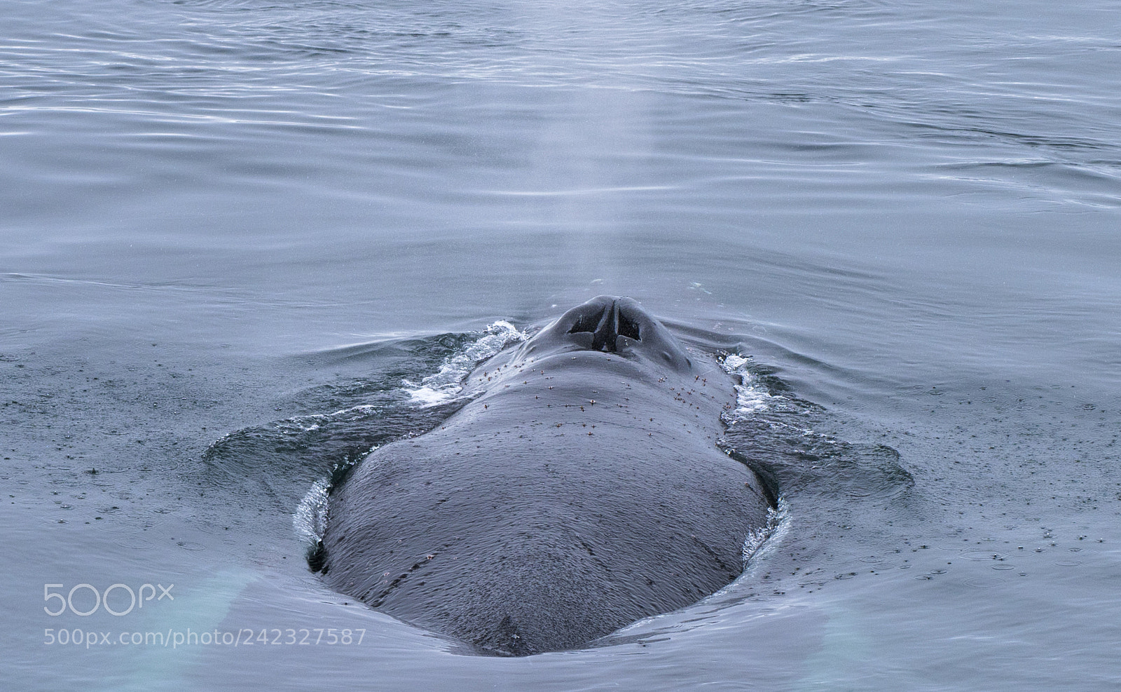 Nikon D810 sample photo. Humpback whale blowhole photography