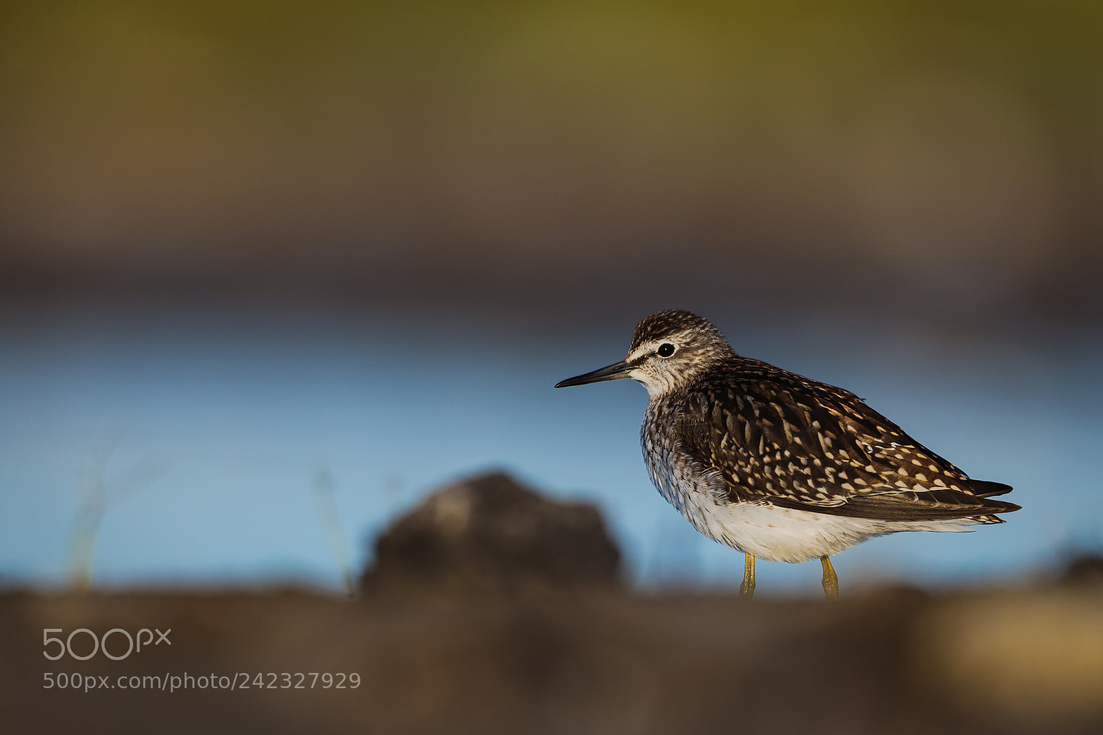 Canon EOS-1D X sample photo. Wood sandpiper photography