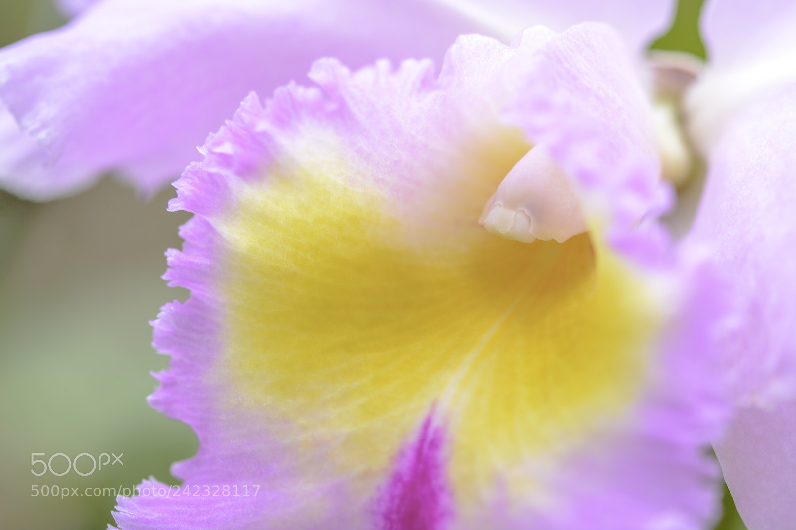 Nikon D7100 sample photo. Flower photography