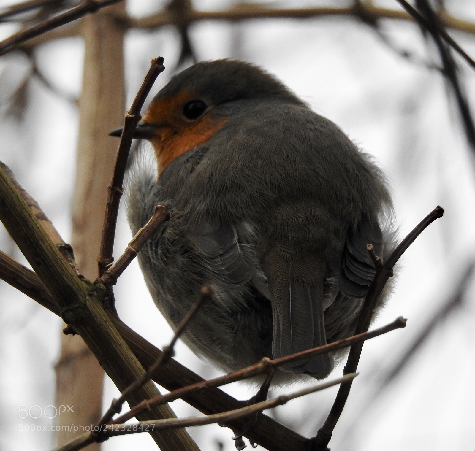 Nikon Coolpix P900 sample photo. Sweet little young robin....? photography
