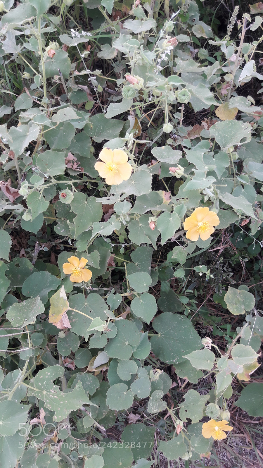 Samsung Galaxy J7 sample photo. Untitled photography