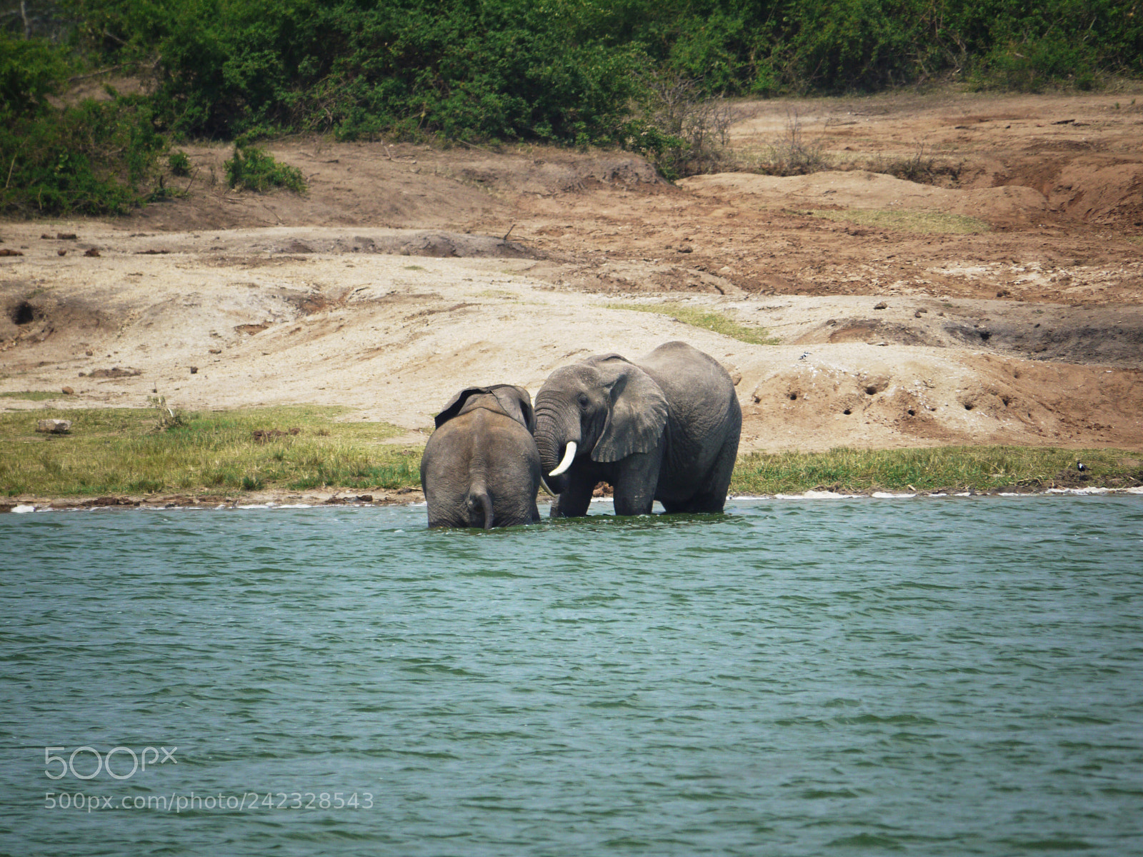 Panasonic Lumix DMC-G1 sample photo. Elephant photography