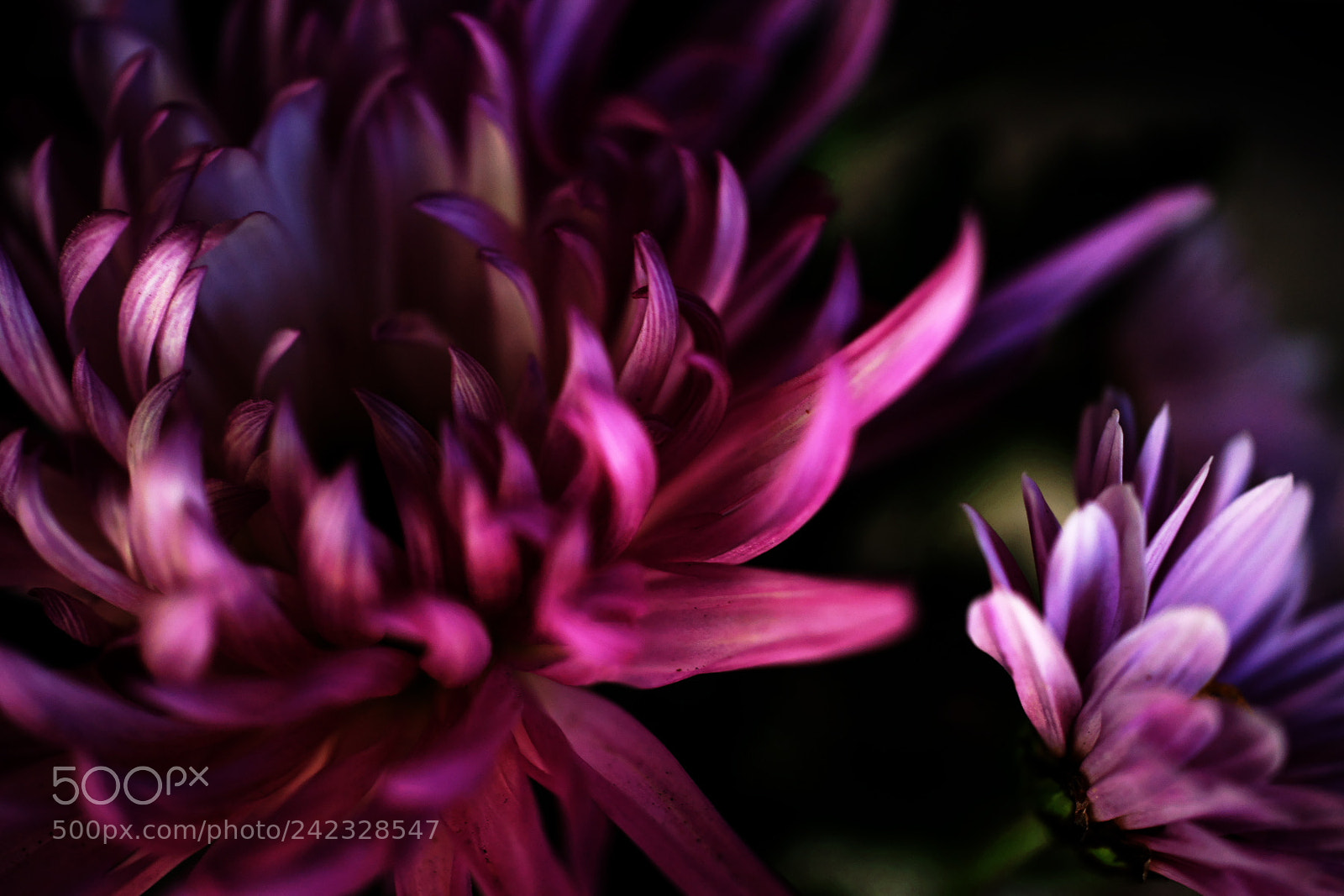 Sony Alpha DSLR-A900 sample photo. Clrsrslk photography