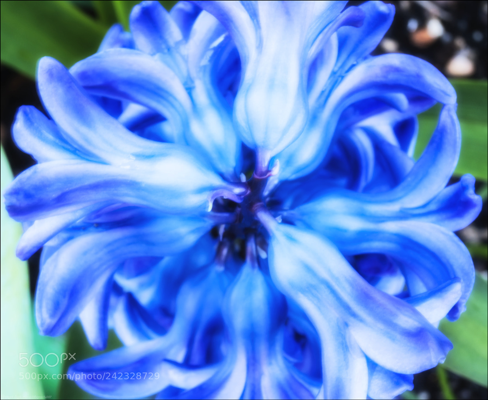 Sony Alpha DSLR-A330 sample photo. 2010_tulip_09 photography