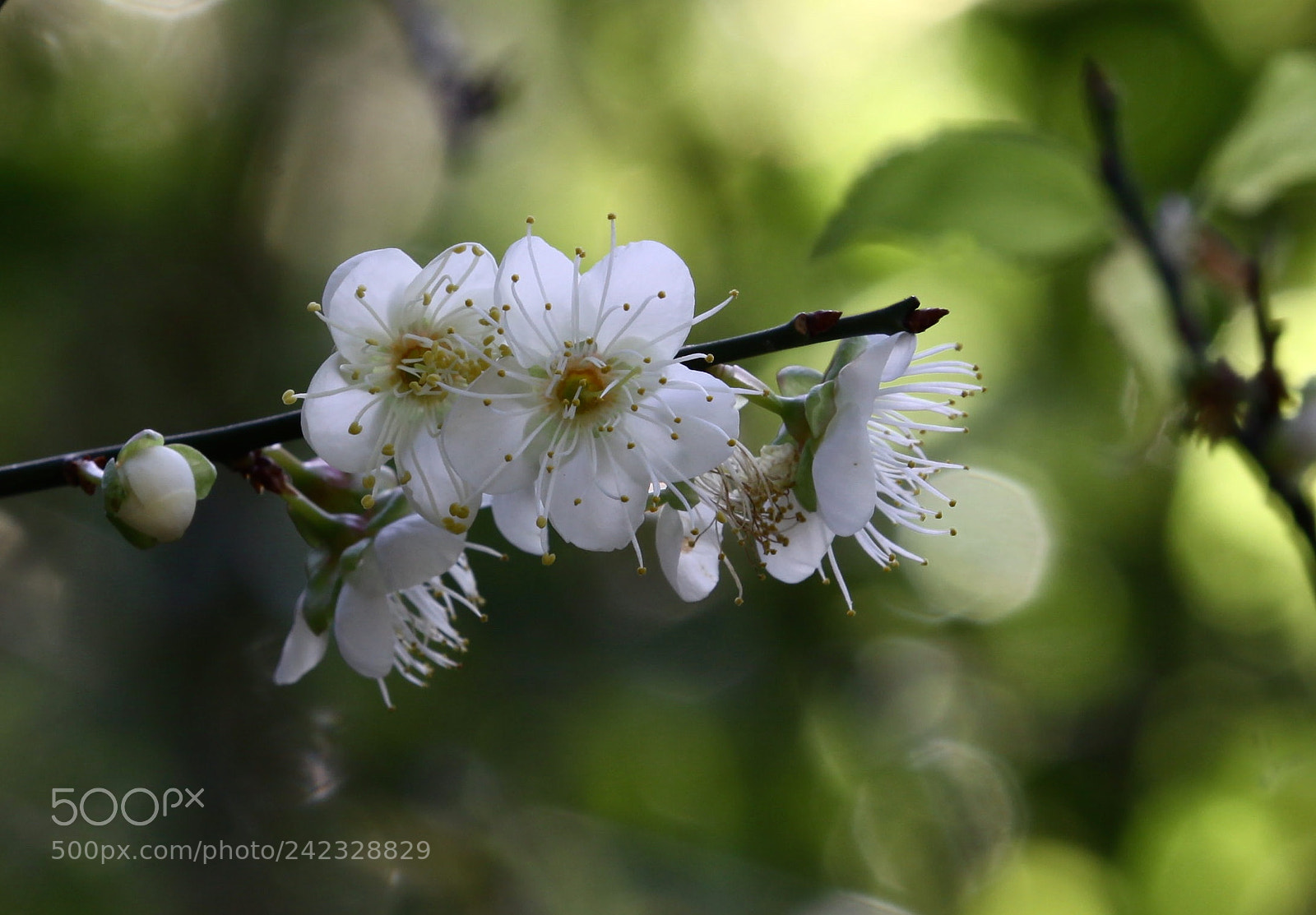 Canon EOS 50D sample photo. Untitled photography