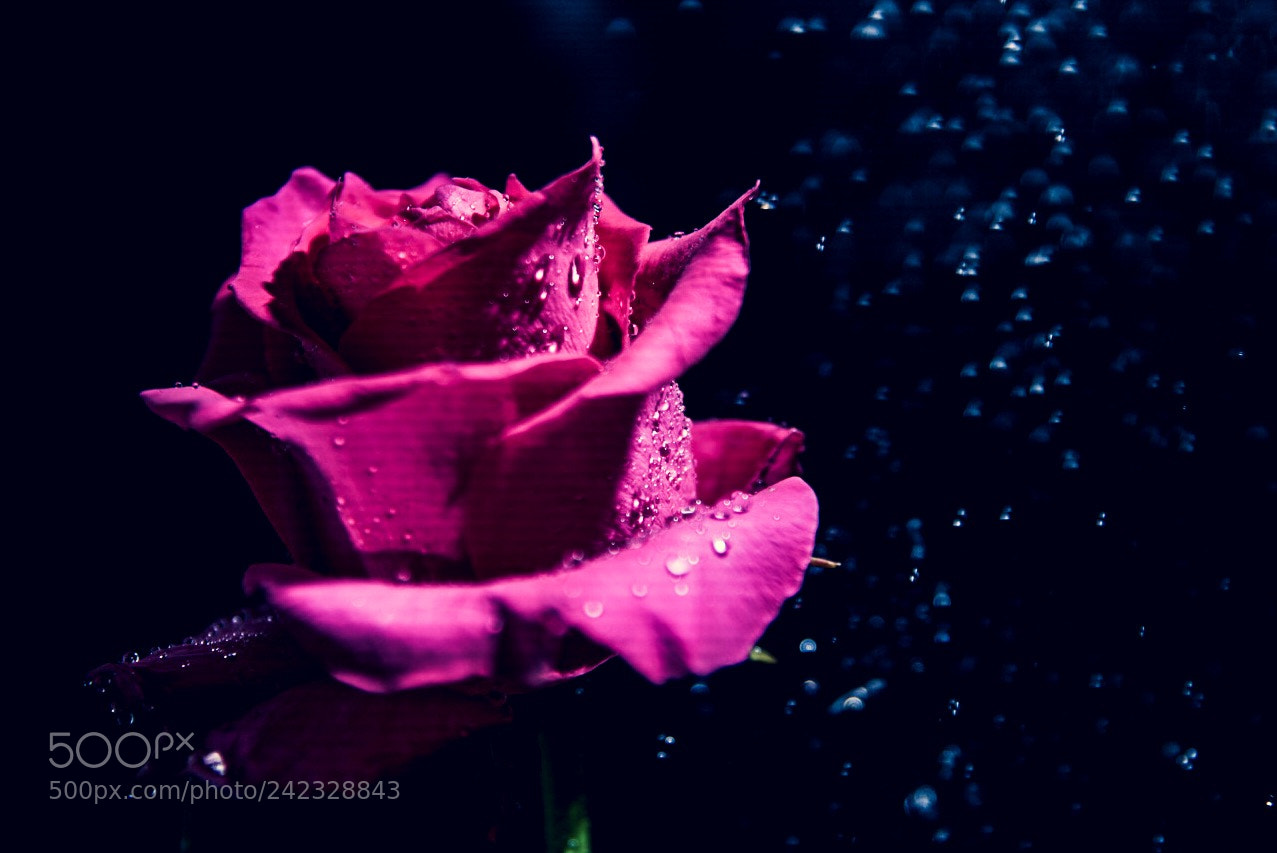 Sony a7R III sample photo. Rose photography