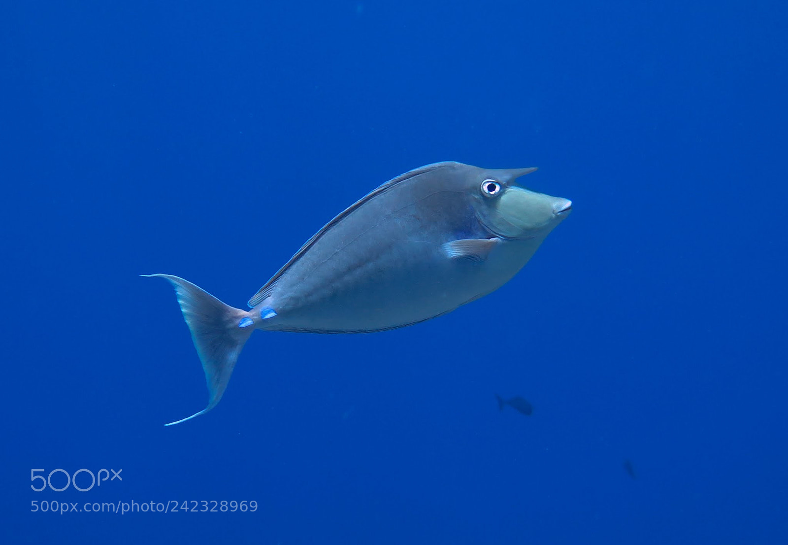 Canon PowerShot G16 sample photo. Bluespine unicornfish photography