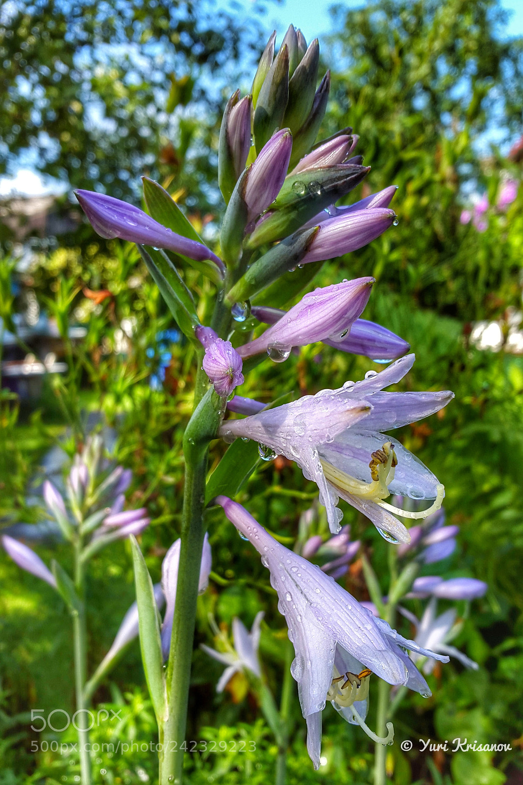Samsung Galaxy Alpha sample photo. Flowers hosta after the photography