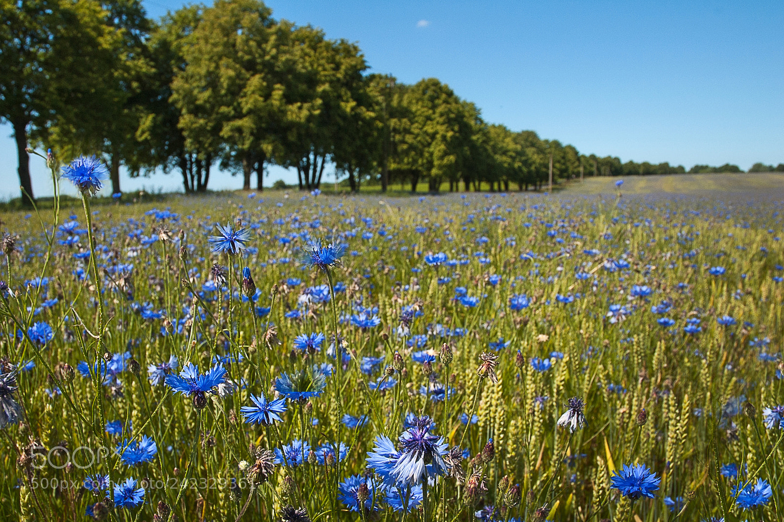 Nikon D70 sample photo. Blossoming cornflowers in the photography