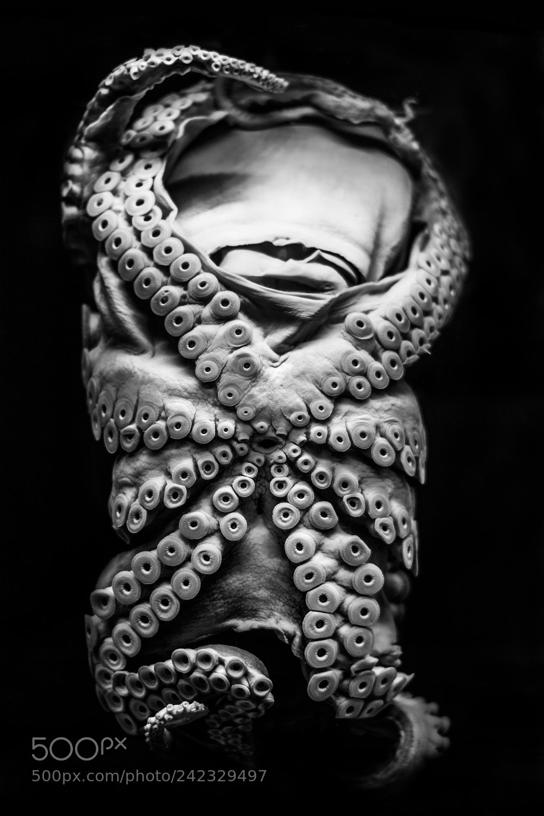 Canon EOS 60D sample photo. Kraken ii photography