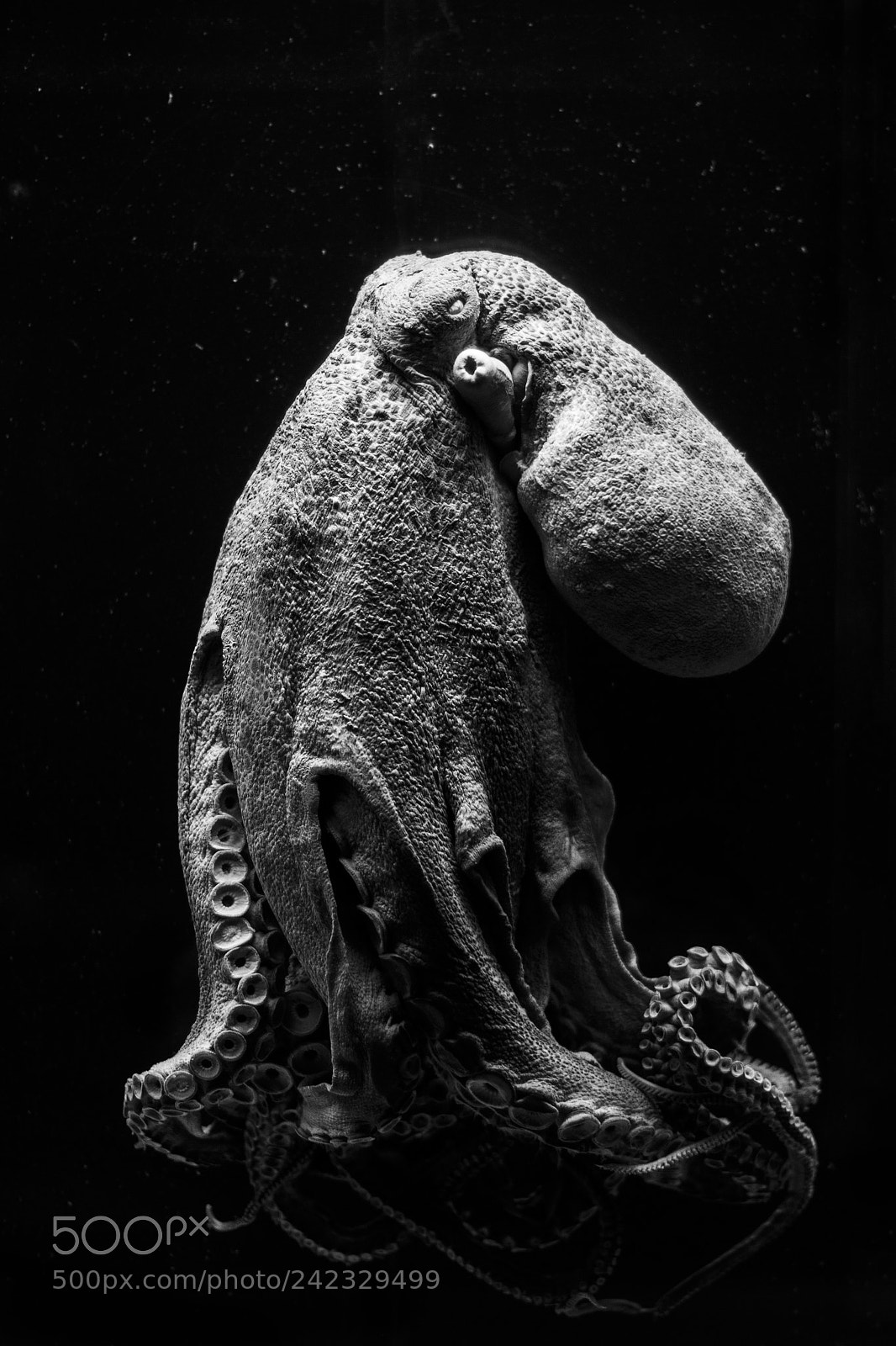 Canon EOS 60D sample photo. Kraken i photography