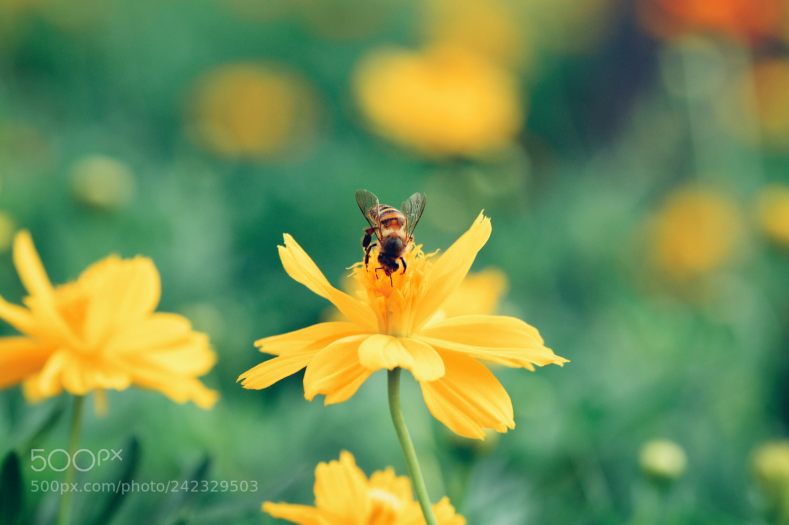Nikon D7100 sample photo. Untitled photography