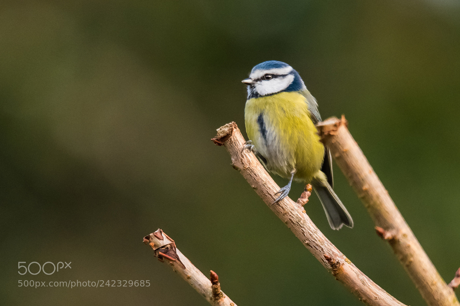 Nikon D850 sample photo. Tit on a stick! photography