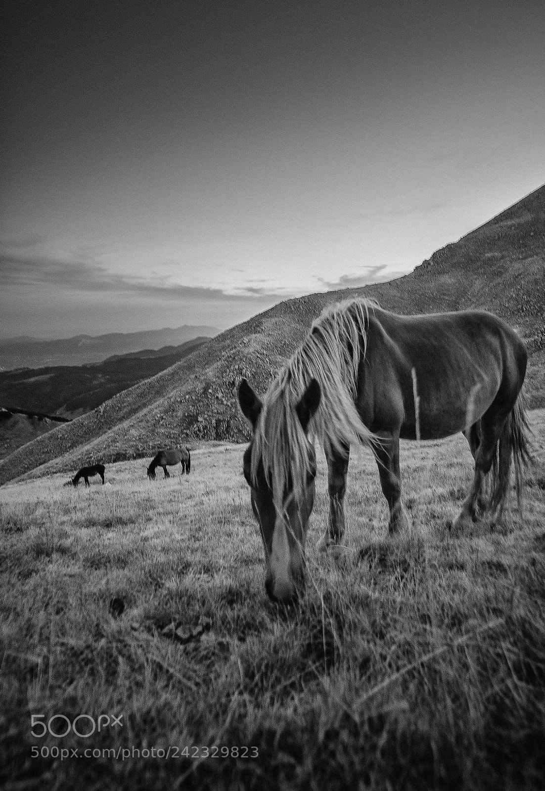 Nikon D750 sample photo. Horses photography