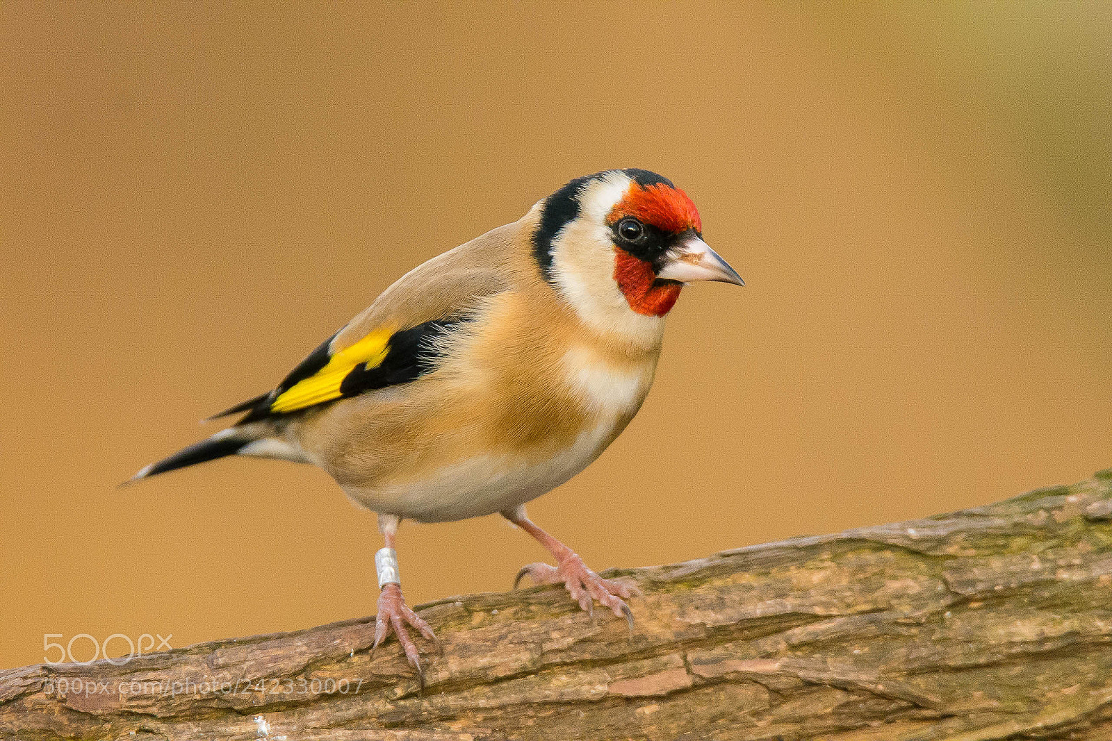 Nikon D7100 sample photo. Goldfinch photography
