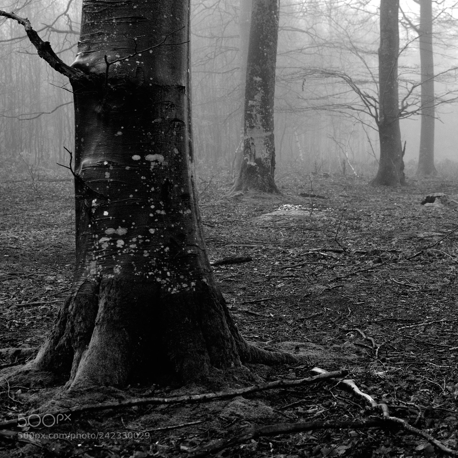Nikon D5200 + Nikon AF-S DX Nikkor 35mm F1.8G sample photo. Mist in the forest photography
