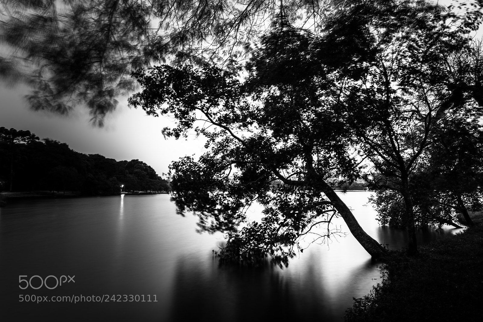 Canon EOS 6D sample photo. Tree on dark lake photography
