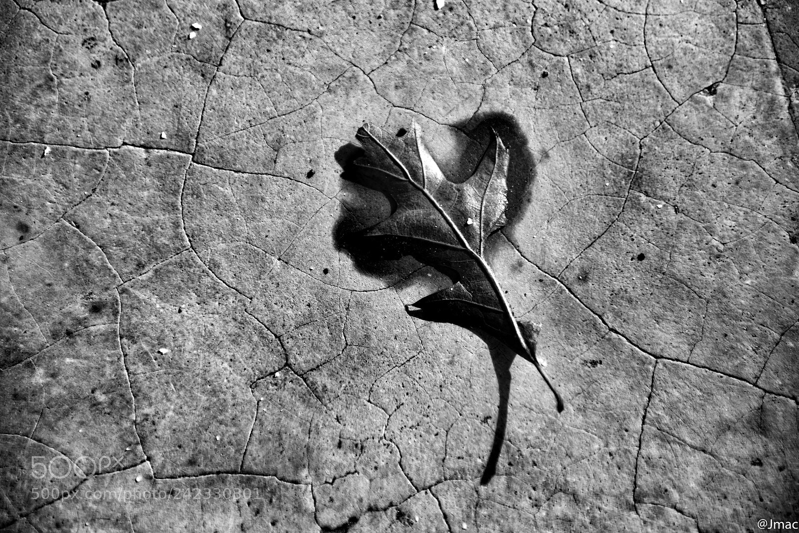 Nikon D3400 sample photo. Leaf photography