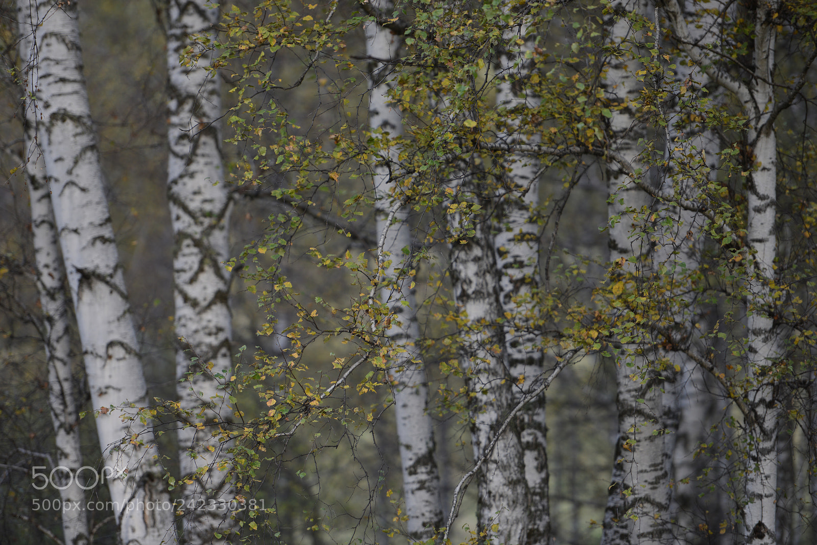 Nikon D800E sample photo. Altai photography
