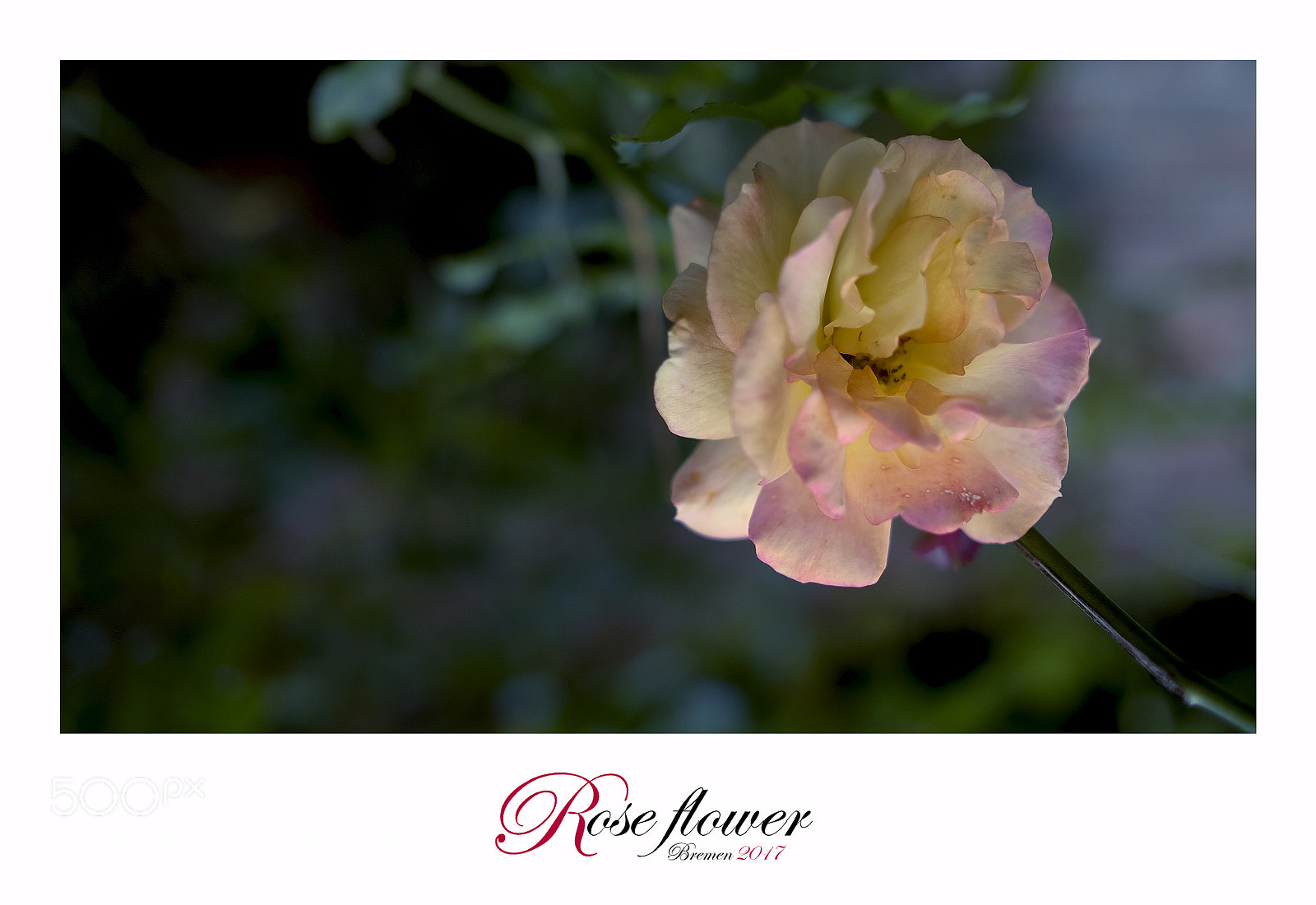 Fujifilm X-T1 sample photo. Rose photography