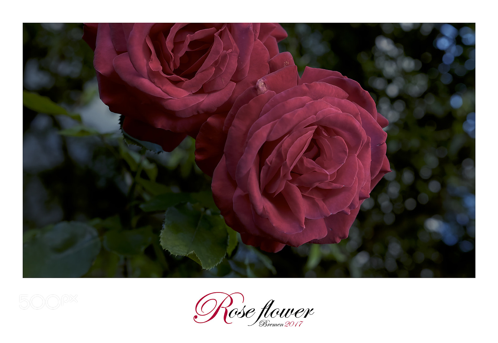 Fujifilm X-T1 sample photo. Rose photography