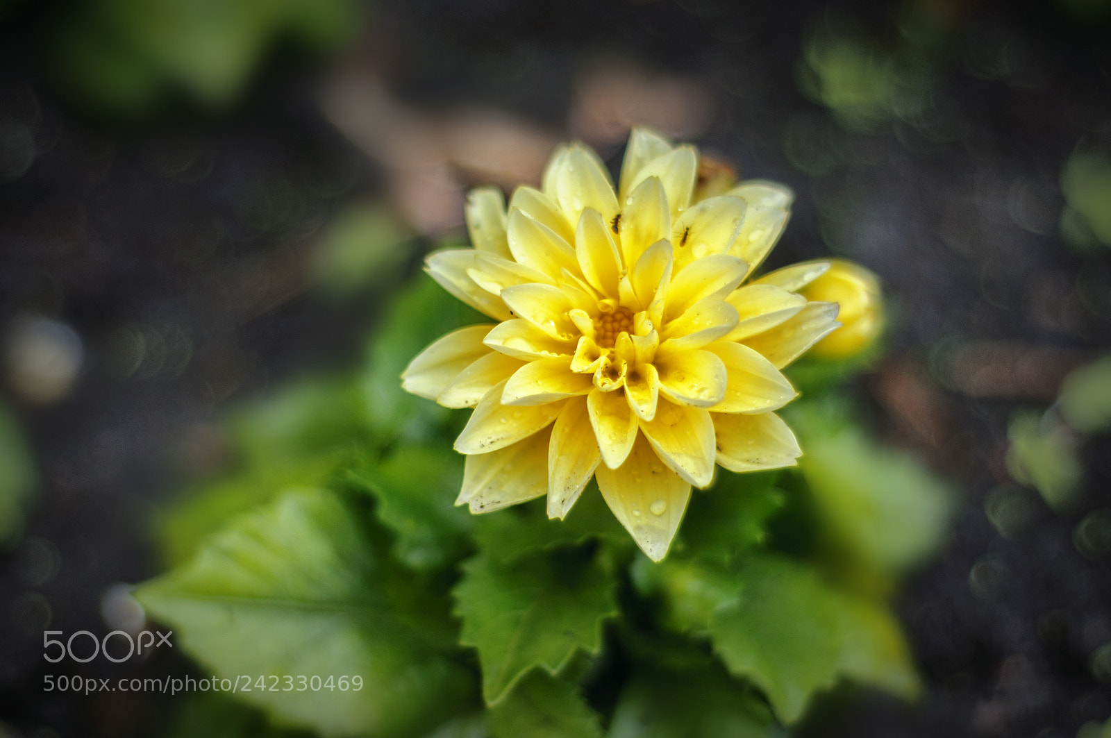 Nikon D90 sample photo. ... photography