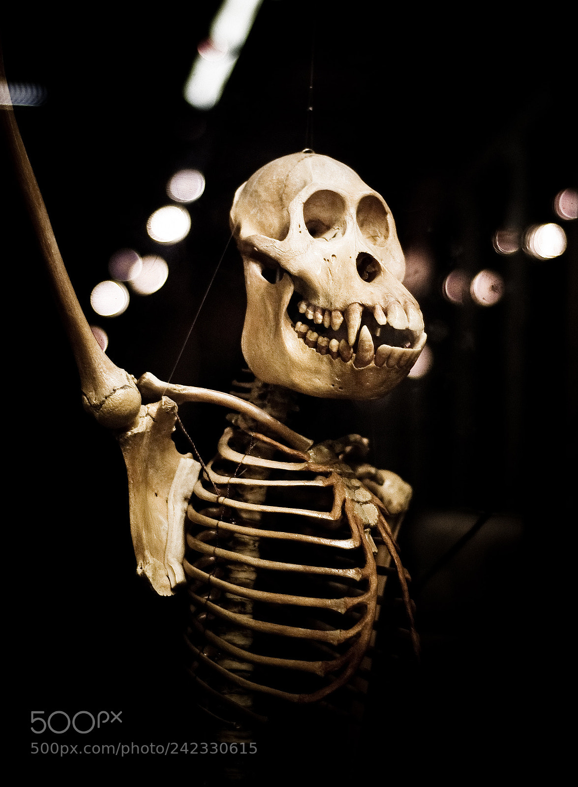 Nikon D50 sample photo. Chimp skeleton photography