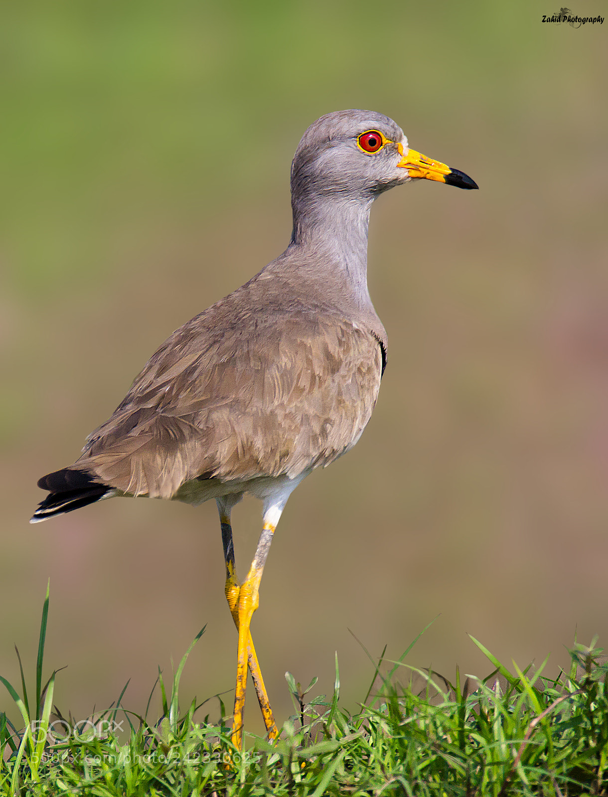 Canon EOS 70D sample photo. Grey headed lapwing photography